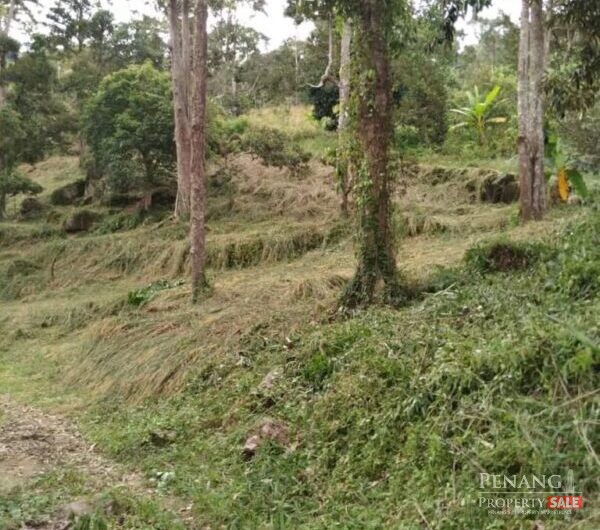 32.655 acres Agricultural Land Durian Agarwood Farm Bukit Relau Sungai Ara