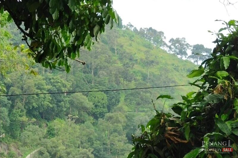 Balik Pulau Durian farm orchard