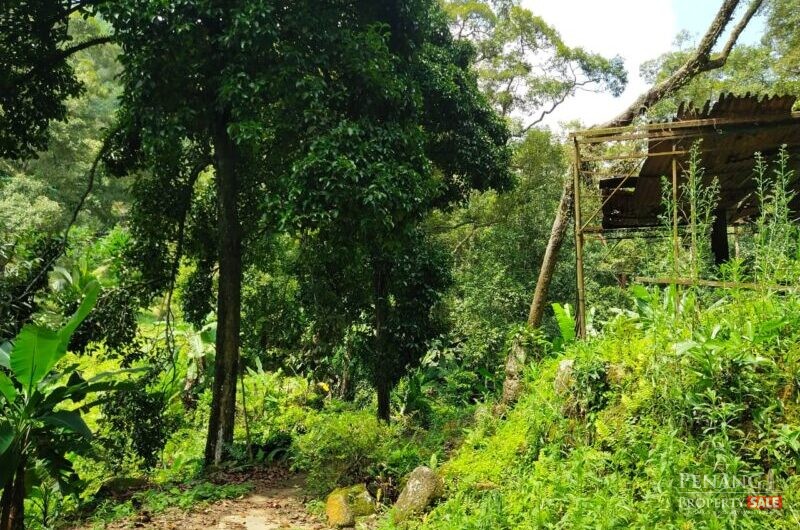 Balik Pulau Durian farm orchard