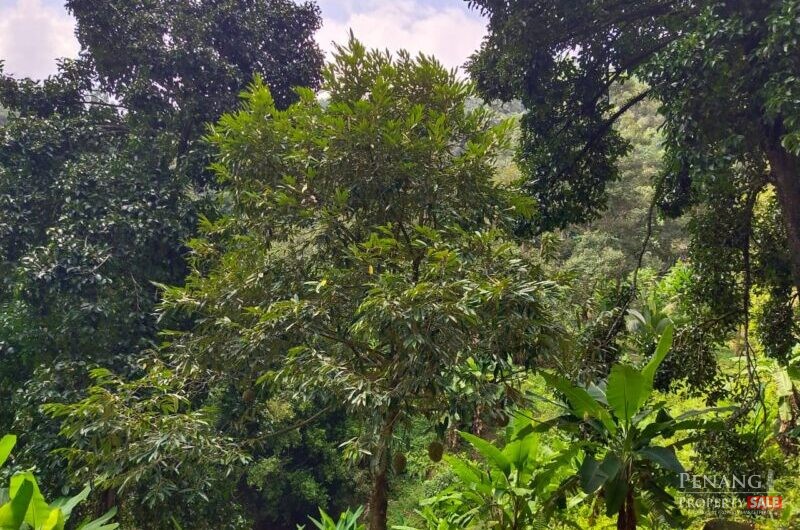 Balik Pulau Durian farm orchard