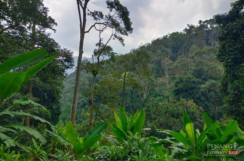 Balik Pulau Durian farm orchard