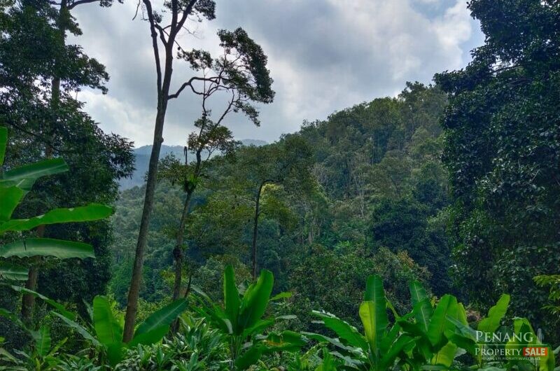 Balik Pulau Durian farm orchard
