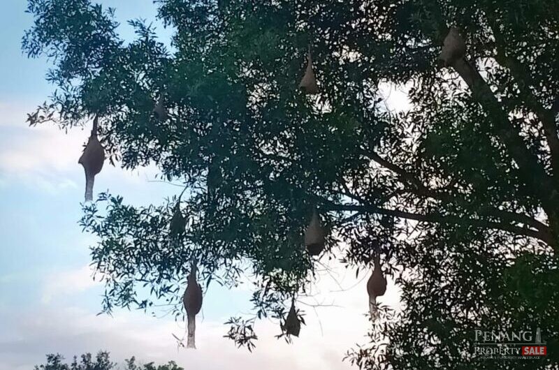 Balik Pulau Durian farm orchard