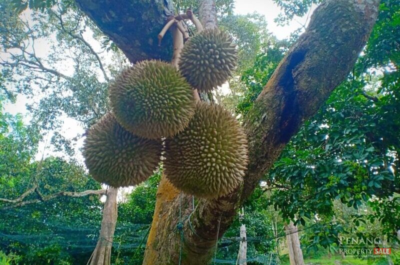 Balik Pulau Durian farm orchard