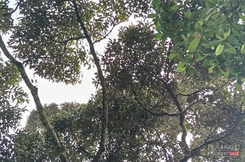 Sungai Ara Durian Farm Orchard Sale