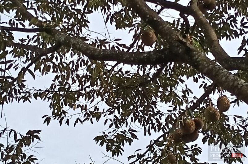 Sungai Ara Durian Farm Orchard Sale