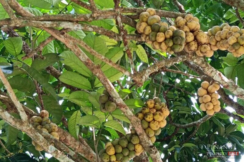 Sungai Ara Durian Farm Orchard Sale