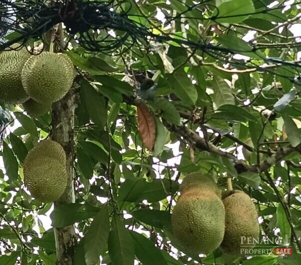 Sungai Ara Durian Farm Orchard Sale